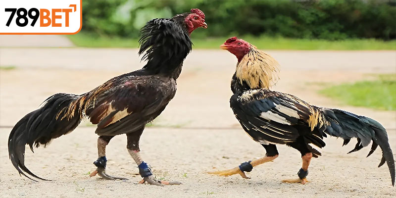 Kinh nghiệm chơi đá gà tre từ cao thủ lão luyện